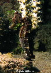 Finally found him at the end of our dive tucked away. by Kris Williams 